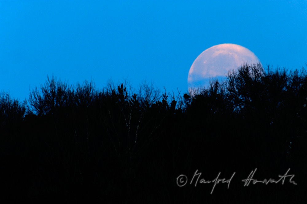 Vollmond und Baumwipfel