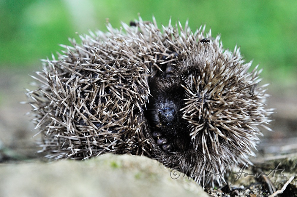 Igel wärmt sich auf einem Stein