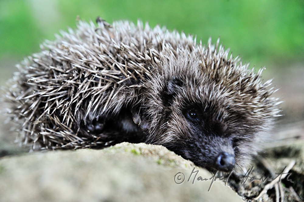 Igel wärmt sich auf einem Stein