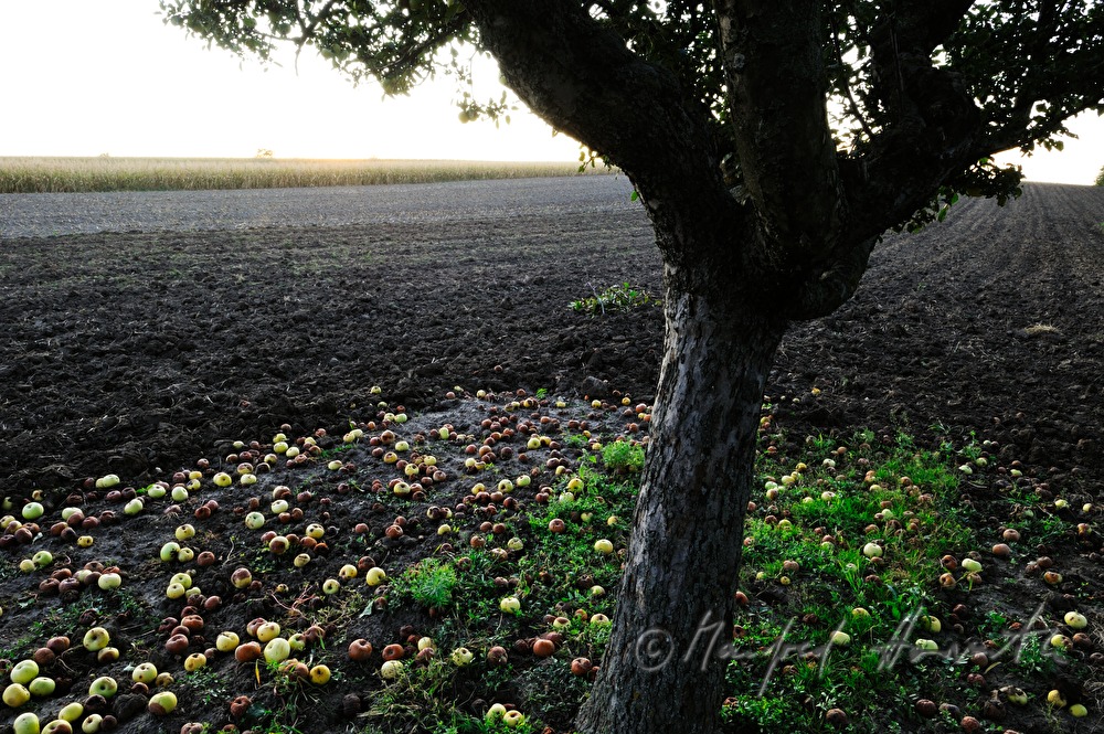 Fallobst unter dem Apfelbaum