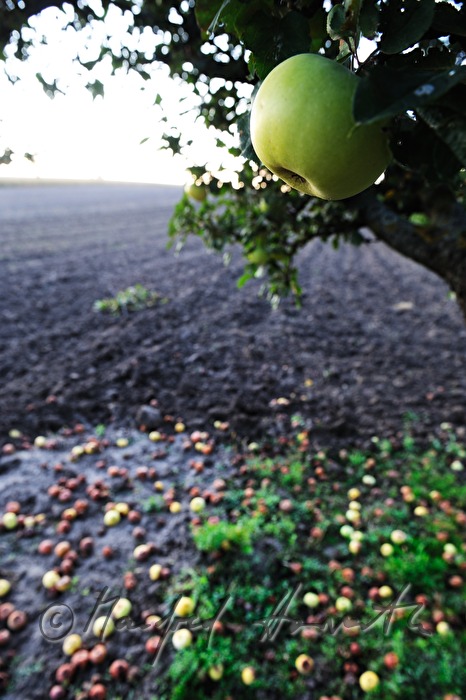 Fallobst unter dem Apfelbaum