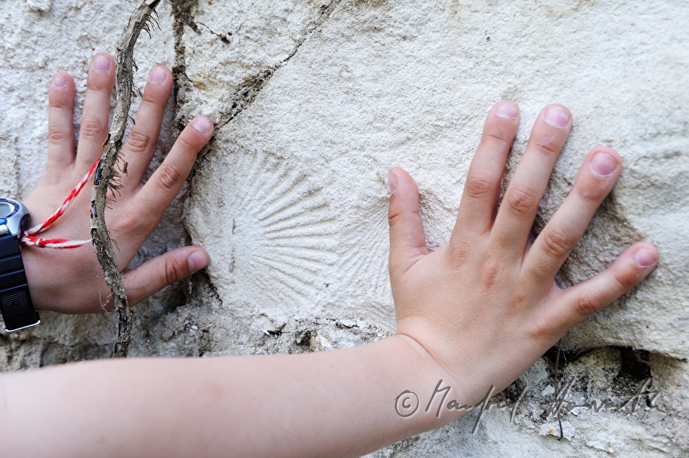 versteinerte Muschel an einem Stein der Tiergartenmauer und Kinderhand