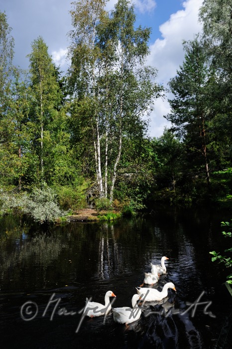 Schwäne schwimmen auf einem Teich im Landschaftsgarten