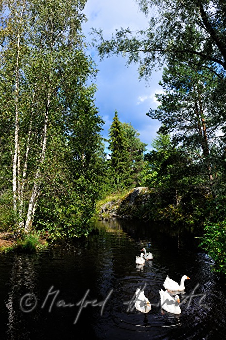 Schwäne schwimmen auf einem Teich im Landschaftsgarten