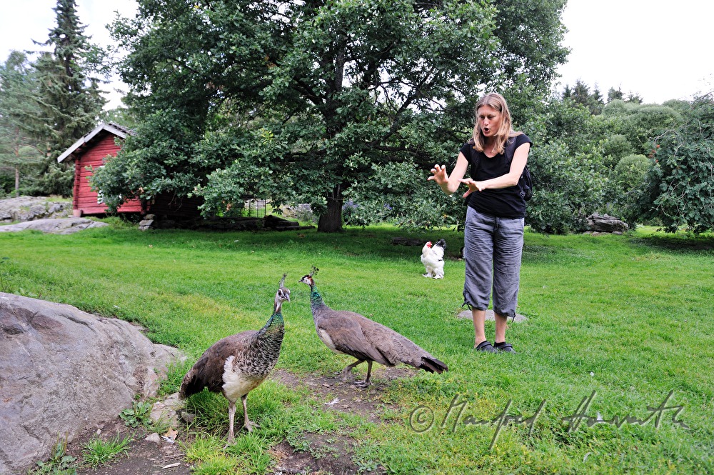 Pfau wird von Besucherin verscheucht