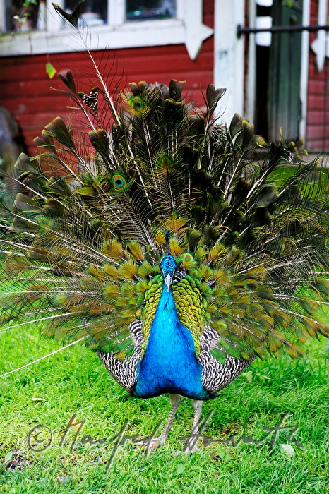 Pfau schlägt ein Rad und plustert sich