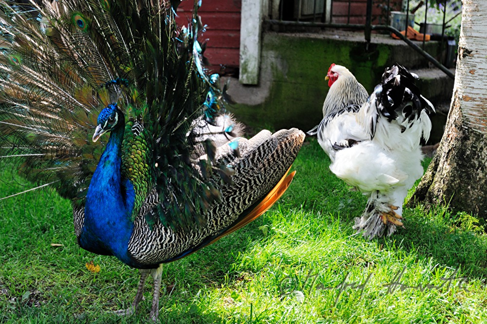 Pfau schlägt ein Rad und plustert sich