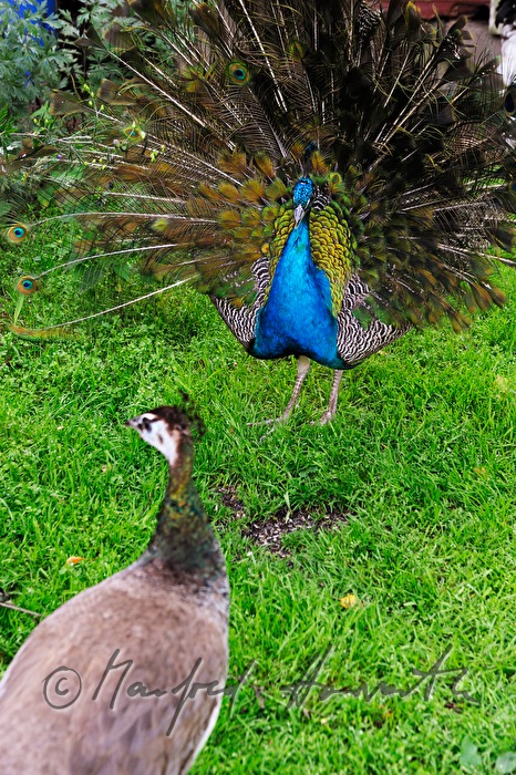 Pfau schlägt ein Rad und plustert sich