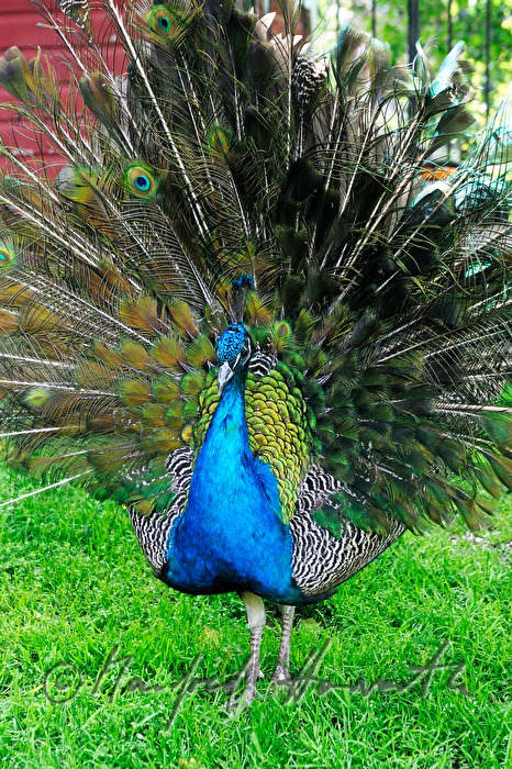 Pfau schlägt ein Rad und plustert sich