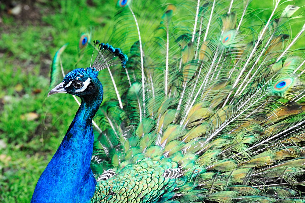 Pfau schlägt ein Rad und plustert sich