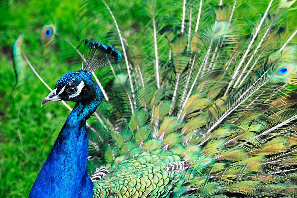 Pfau schlägt ein Rad und plustert sich