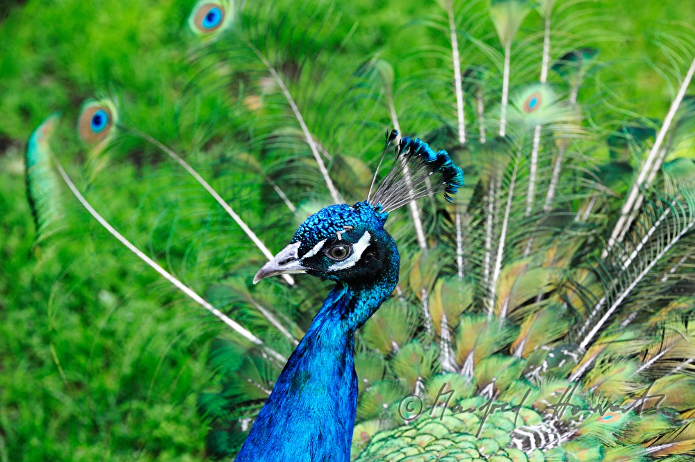 Pfau schlägt ein Rad und plustert sich