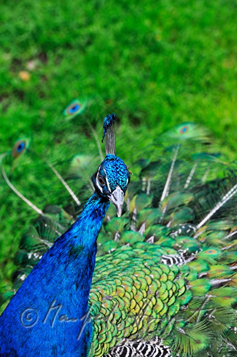 Pfau schlägt ein Rad und plustert sich