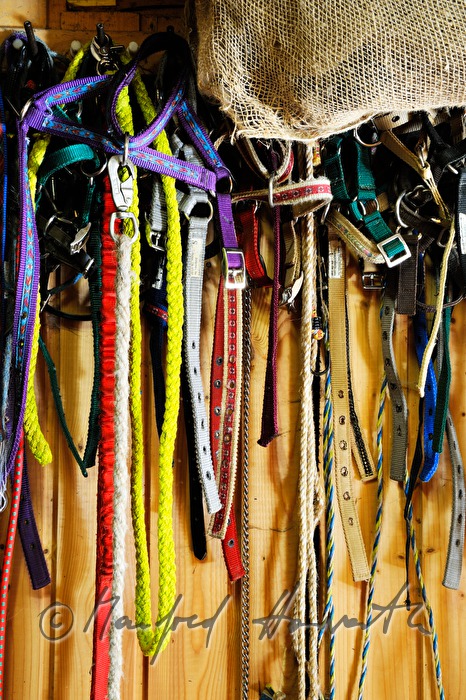 Zaumzeuge am Eingang zum Stall