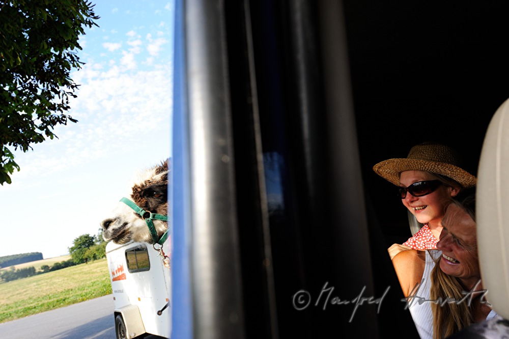 Transport von Lamas im Auto