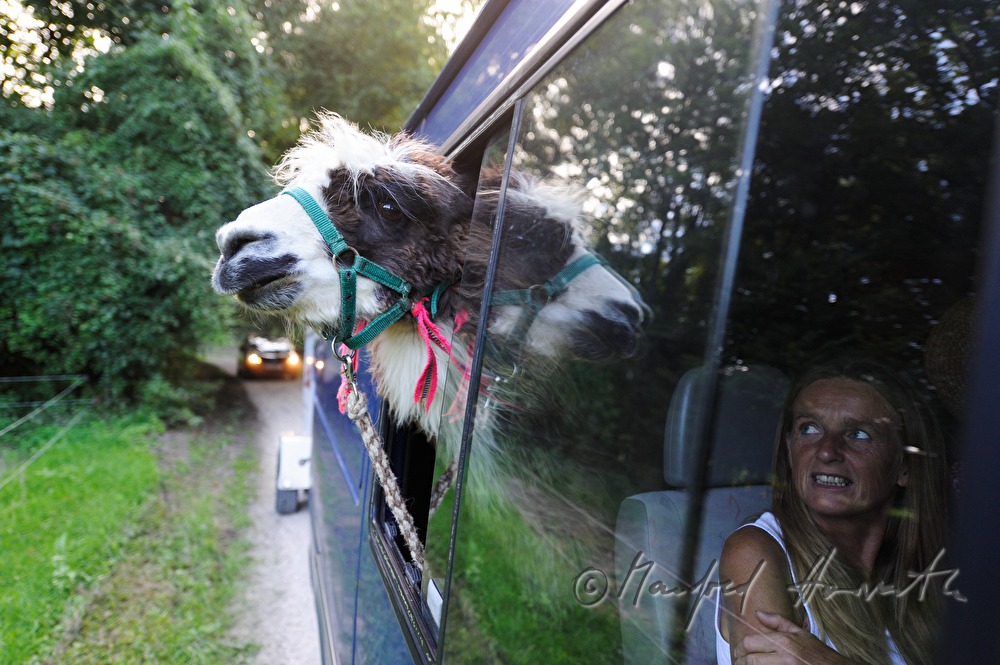 Transport eines Lamas im Anhänger
