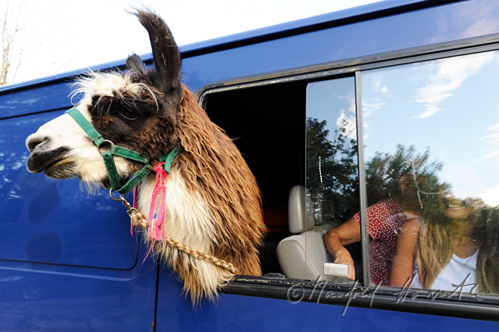 Transport eines Lamas im Bus