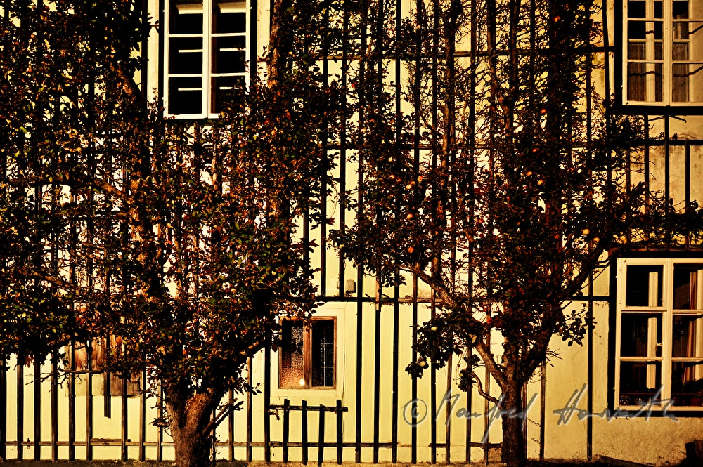 Hausfassade mit Spalier-Apfelbäumen
