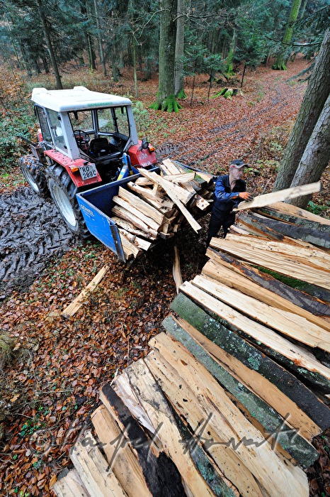 Buchenholz Aufschlichten im Wald auf Stapel