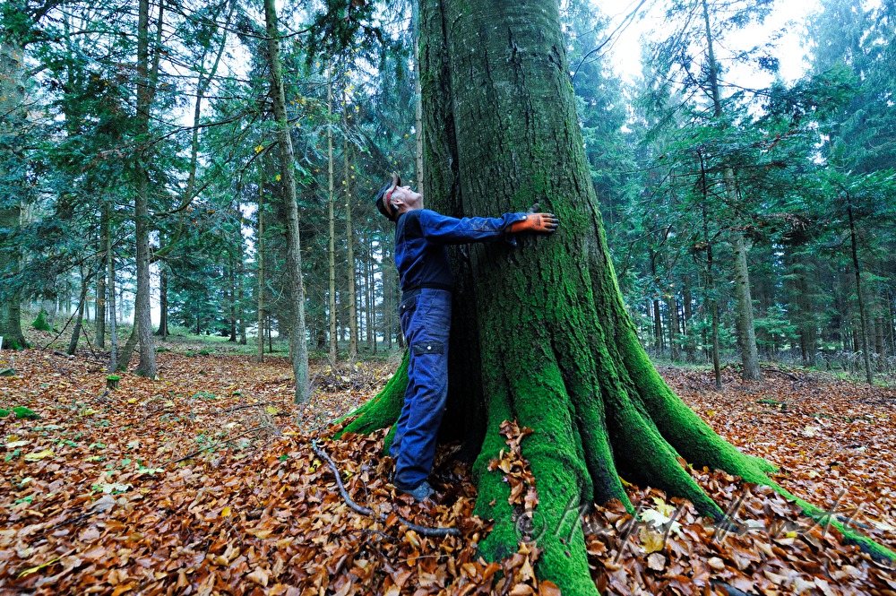 Holzknecht blickt vor der Schlägerung zur Baumkrone