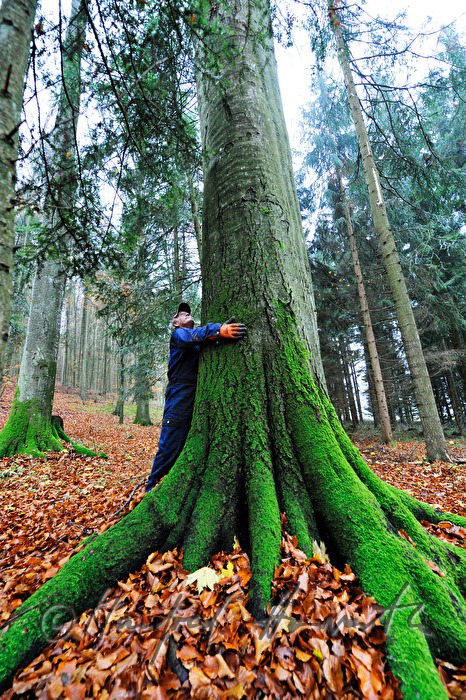Holzknecht blickt vor der Schlägerung zur Baumkrone