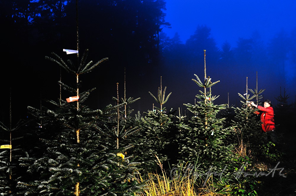 Christbaumhof Raith: Franz Raith putting labels on the trees