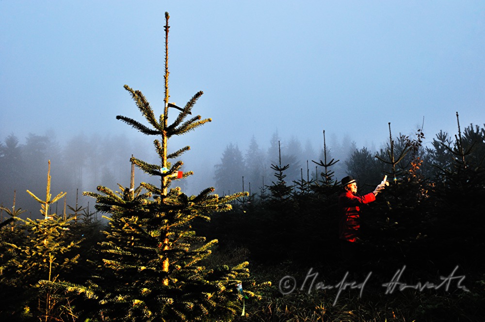 Christbaumhof Raith: Franz Raith putting labels on the trees