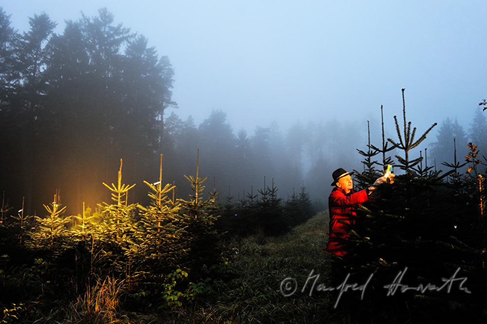 Christbaumhof Raith: Franz Raith putting labels on the trees