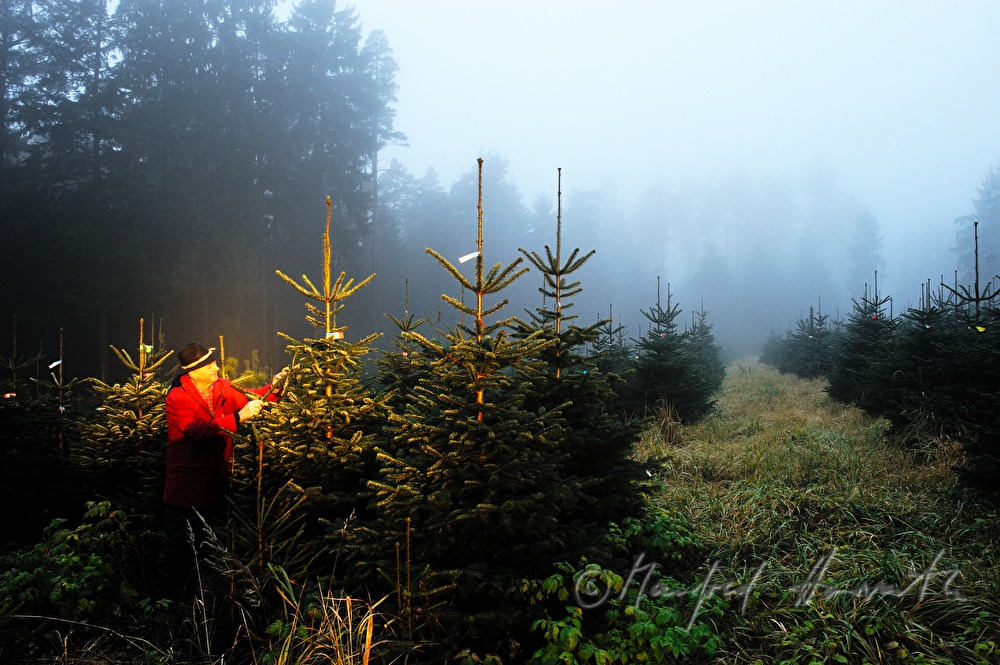 Christbaumhof Raith: Franz Raith putting labels on the trees