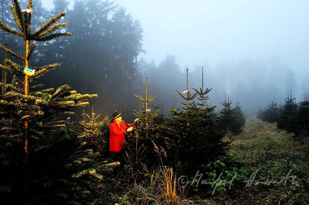 Christbaumhof Raith: Franz Raith putting labels on the trees