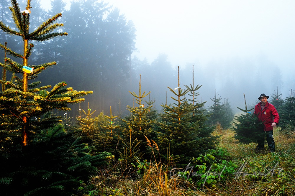 Christbaumhof Raith: Franz Raith carries a tree