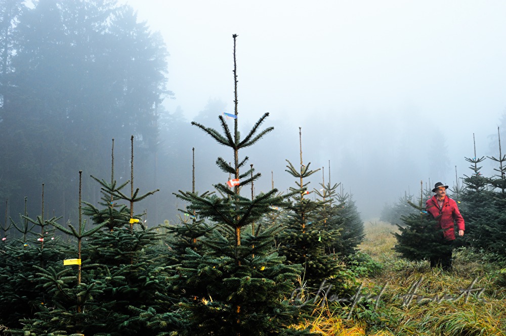 Christbaumhof Raith: Franz Raith carries a tree