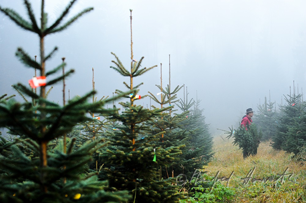 Christbaumhof Raith: Franz Raith carries a tree