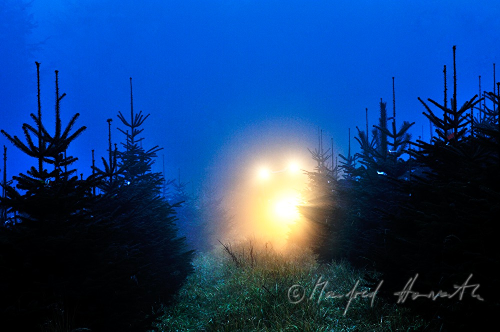 Christbaumhof Raith: Traktor in der Christbaum-Plantage