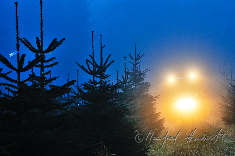 Christbaumhof Raith: Traktor in der Christbaum-Plantage