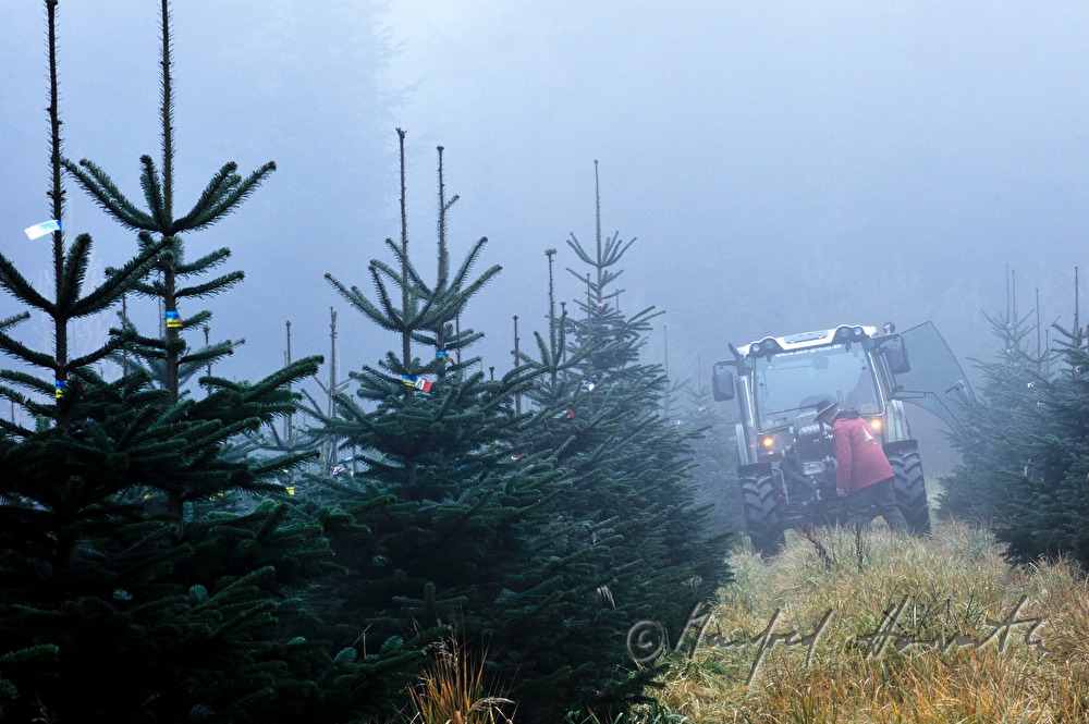 Christbaumhof Raith: Traktor in der Christbaum-Plantage