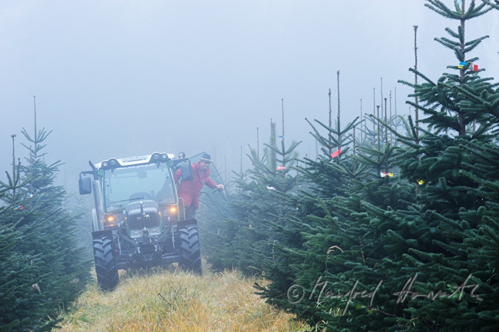 Christbaumhof Raith: Traktor in der Christbaum-Plantage