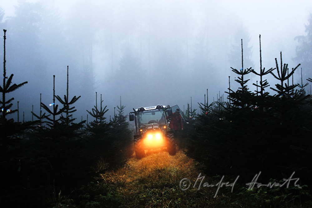 Christbaumhof Raith: Traktor in der Christbaum-Plantage