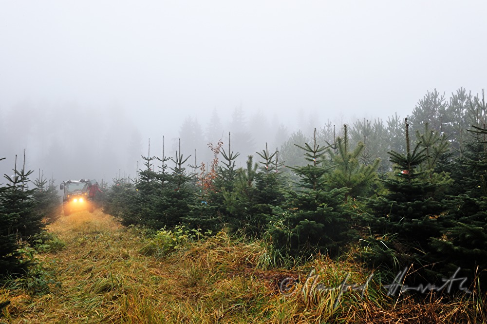Christbaumhof Raith: Traktor in der Christbaum-Plantage