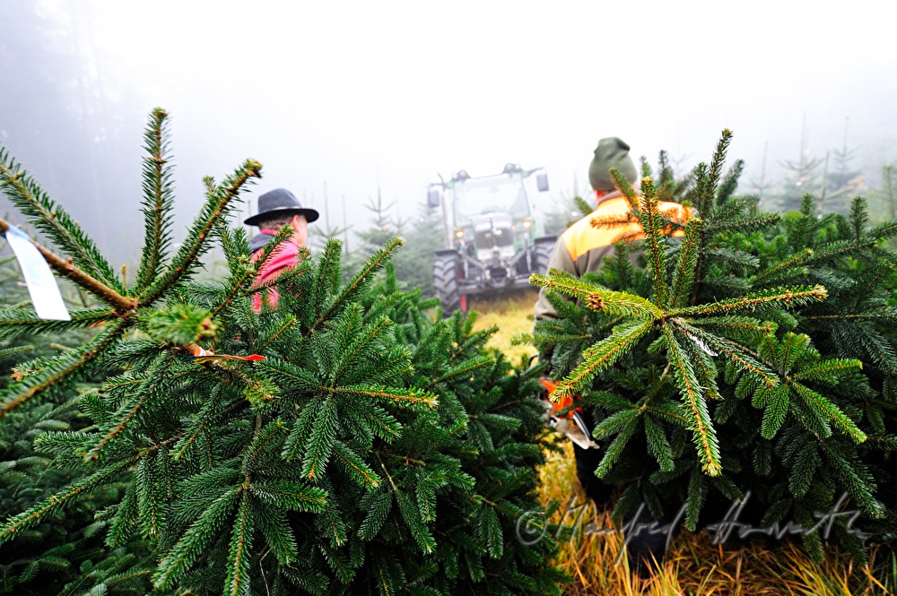 Christbaumhof Raith: Fällen von Christbäumen