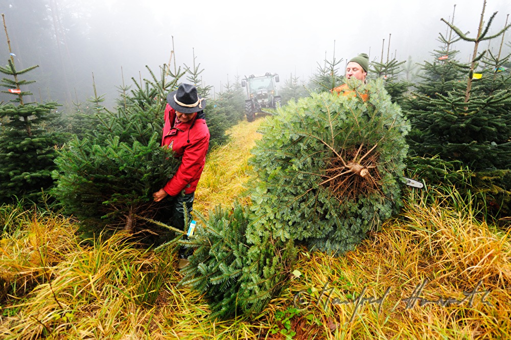 Christbaumhof Raith: Fällen von Christbäumen