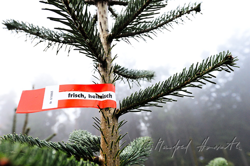 Christbaumhof Raith: Nordmanntanne mit Herkunfts-Banderole