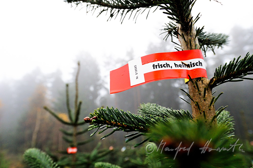 Christbaumhof Raith: Nordmanntanne mit Herkunfts-Banderole