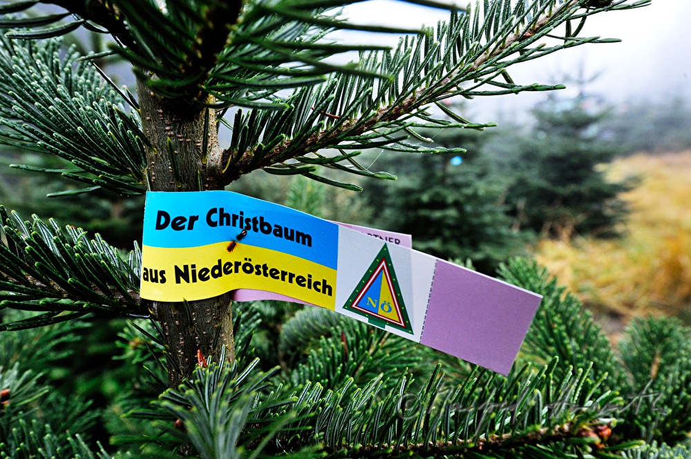 Christbaumhof Raith: Nordmanntanne mit Herkunfts-Banderole