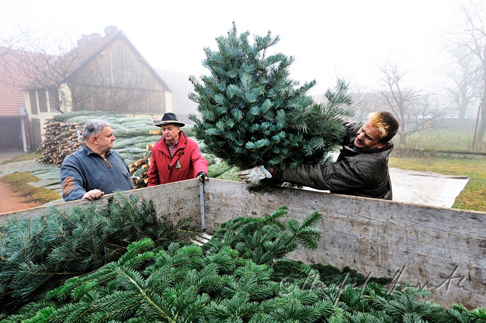 Christbaumhof Raith: Beladen eines Transporters mit Reisig