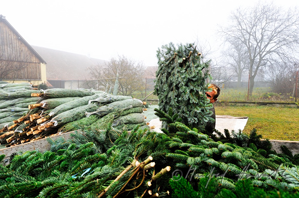 Christbaumhof Raith: Beladen eines Transporters mit Reisig