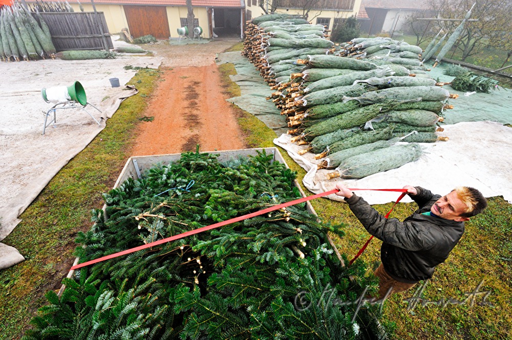 Christbaumhof Raith: Beladen eines Transporters mit Reisig