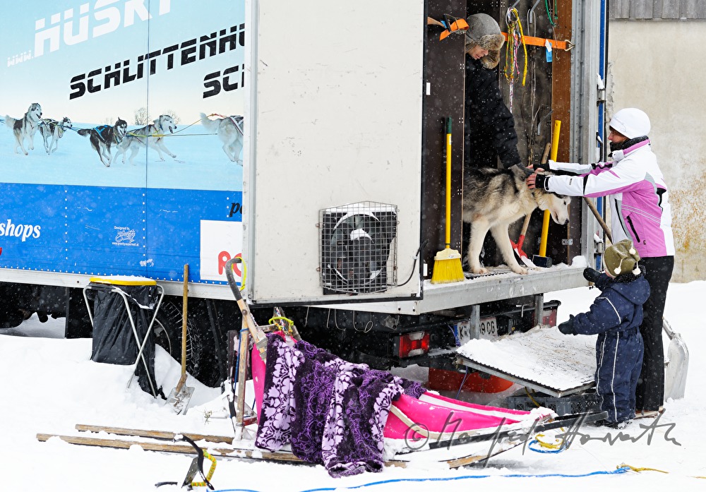 Ausladen der Schlittenhunde aus dem Anhänger