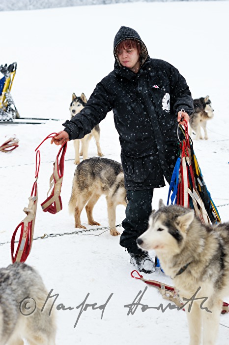 Aufzäumen der Huskys mit Brustgeschirr