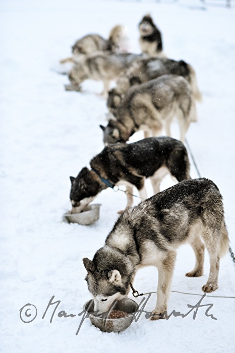 Schlittenhunde (Huskys) bei der Fütterung